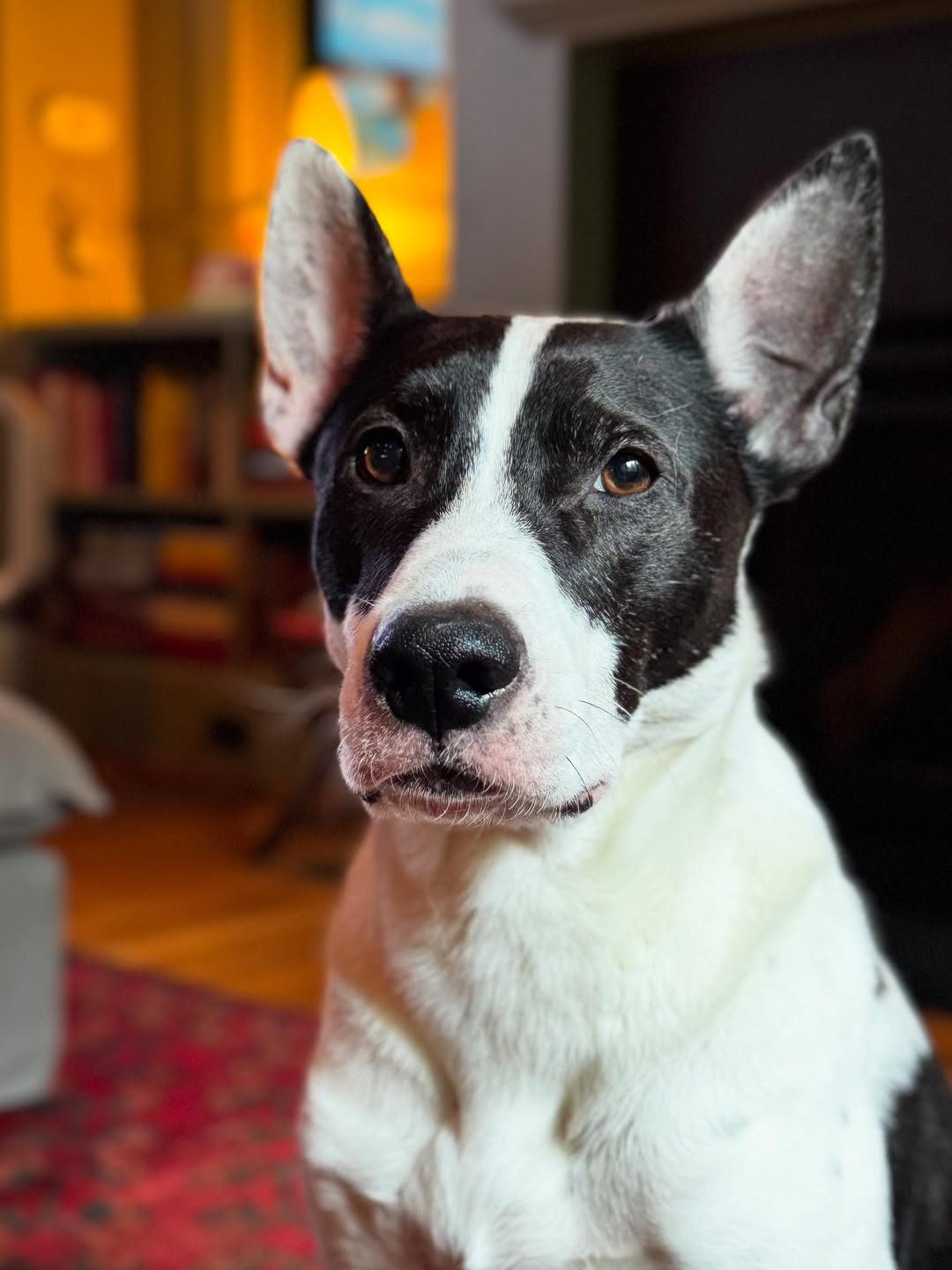 Ireland Baldwin Calls Out 'Dog Breeder Scumbags' 🐶