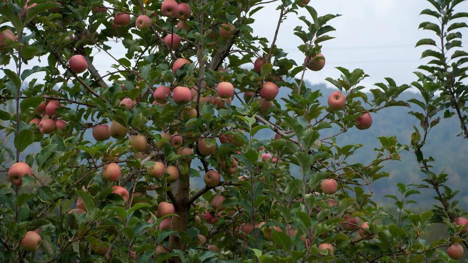 Why Apples Might Cost More Soon 🍏