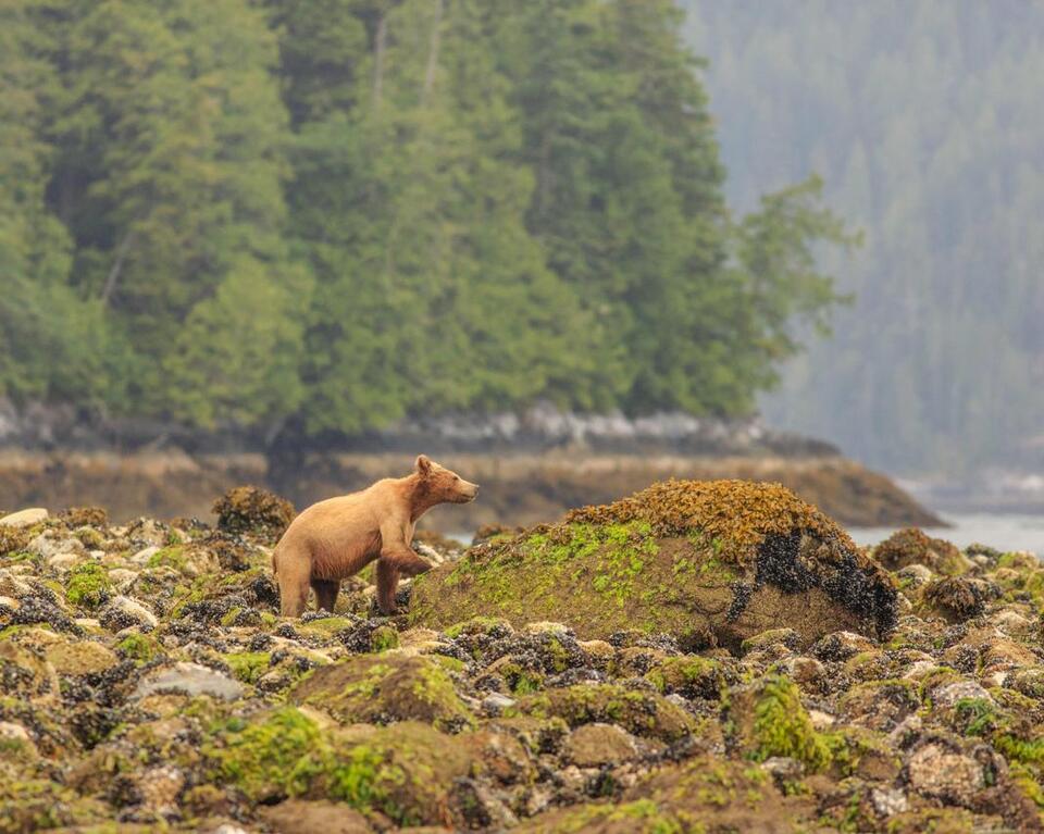 Bear Drama on Texada Island