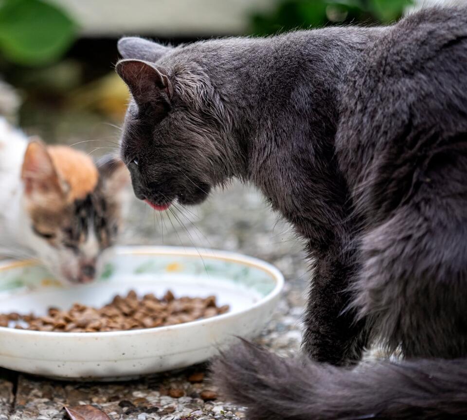 Cat’s Secret Schedule: 7 Attention Alerts