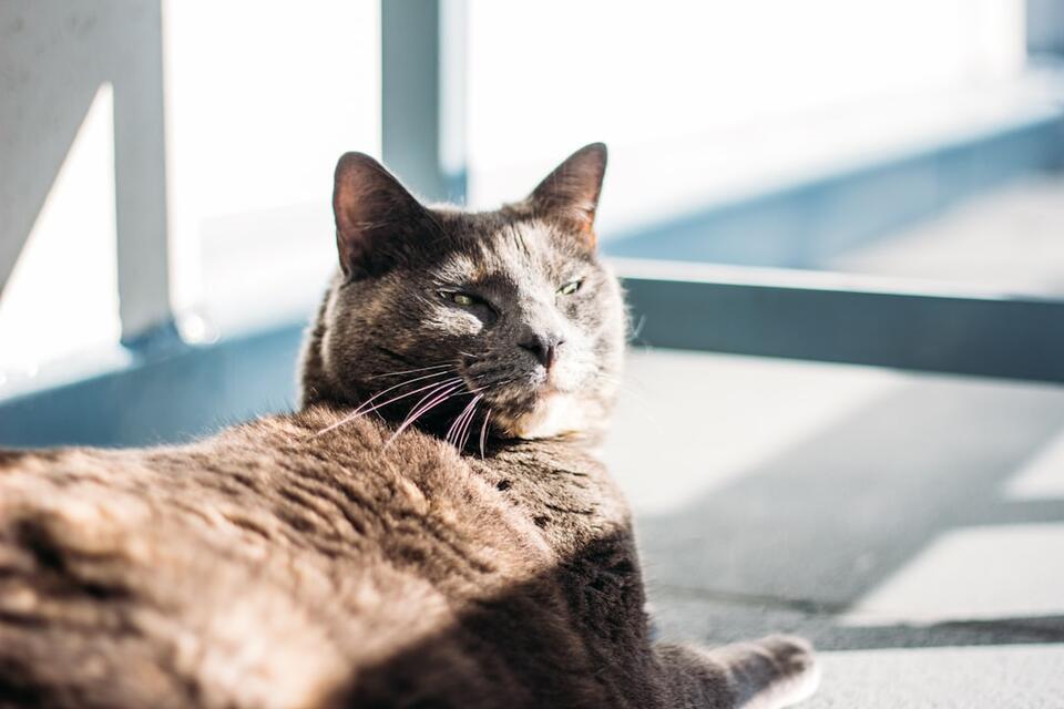 Cat’s Secret Schedule: 7 Attention Alerts