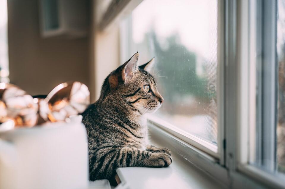 Cat’s Secret Schedule: 7 Attention Alerts
