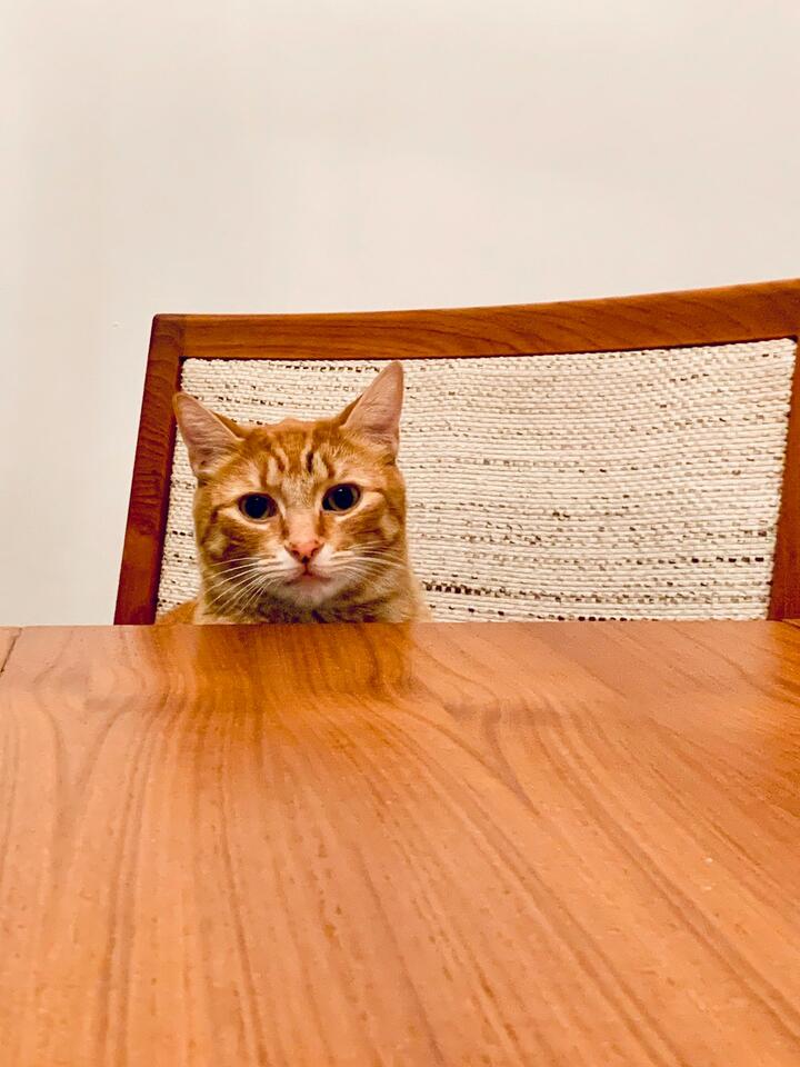 Cat’s Secret Schedule: 7 Attention Alerts