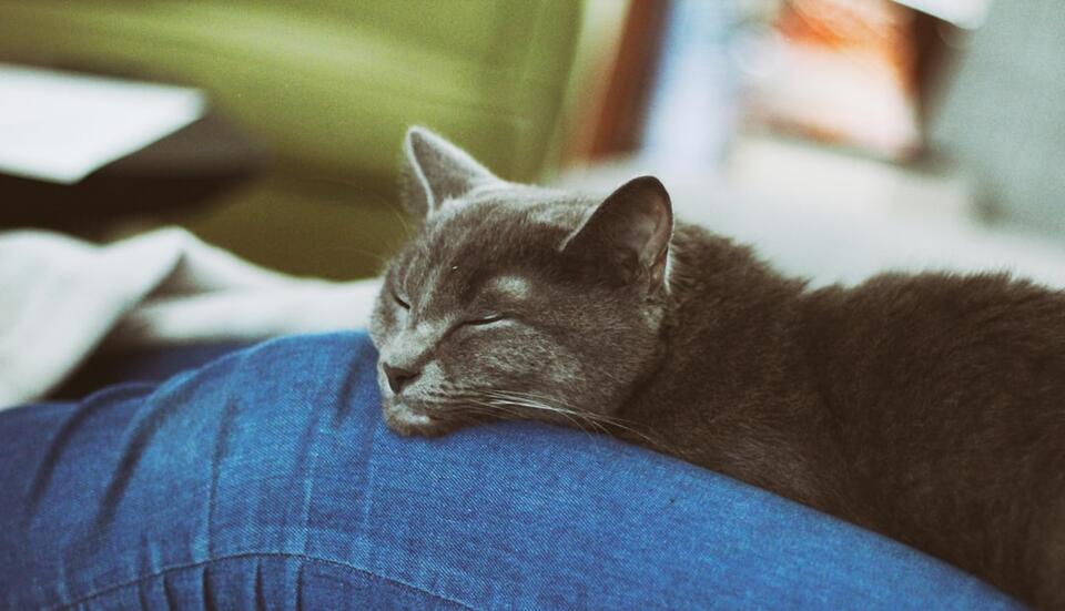Cat’s Secret Schedule: 7 Attention Alerts