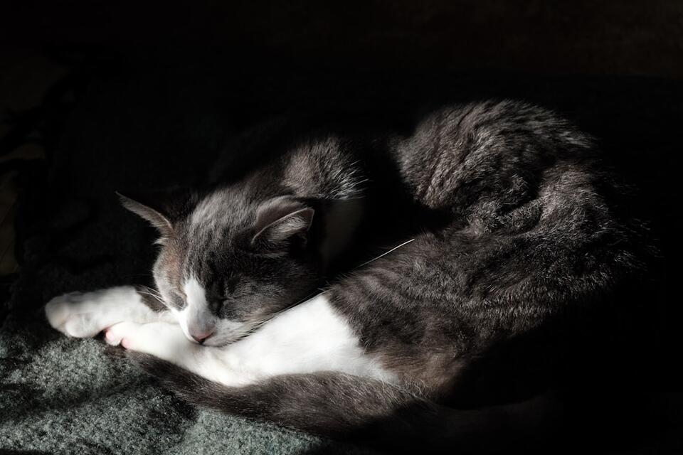 Cat’s Secret Schedule: 7 Attention Alerts