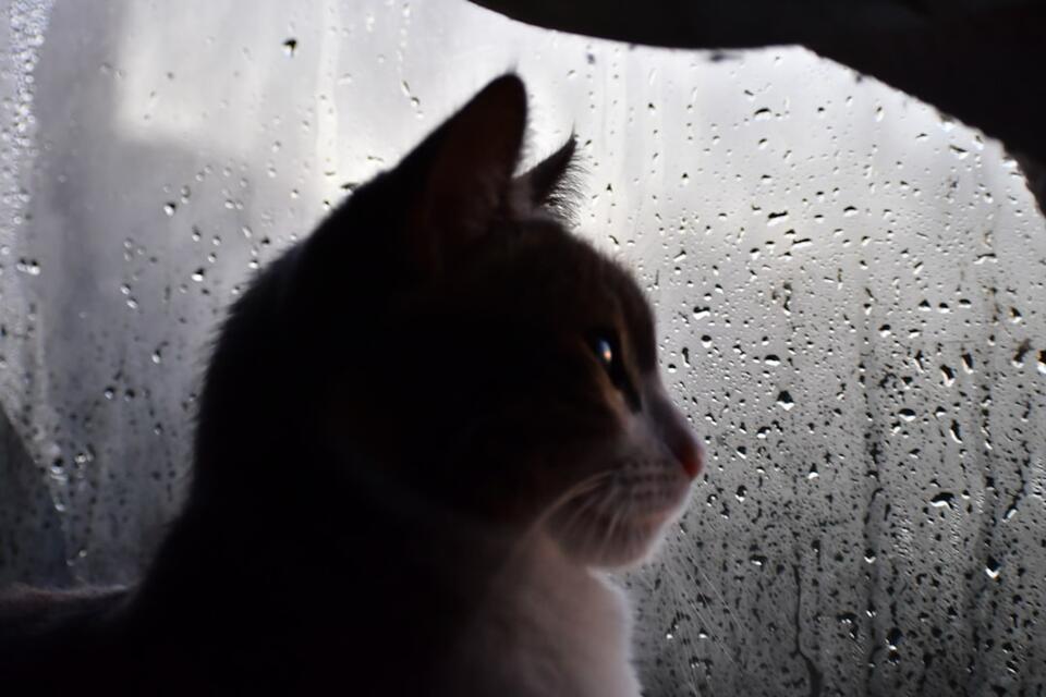 Cat’s Secret Schedule: 7 Attention Alerts