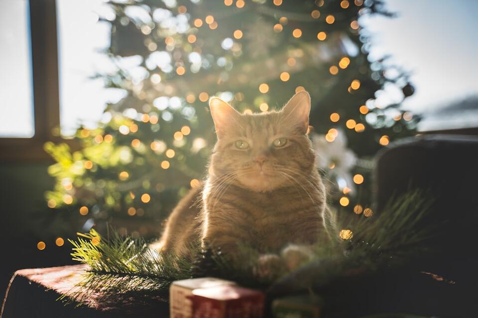 Cat’s Secret Schedule: 7 Attention Alerts