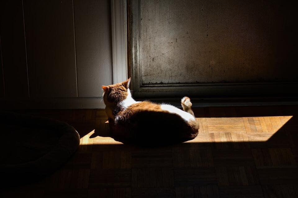 Cat’s Secret Schedule: 7 Attention Alerts