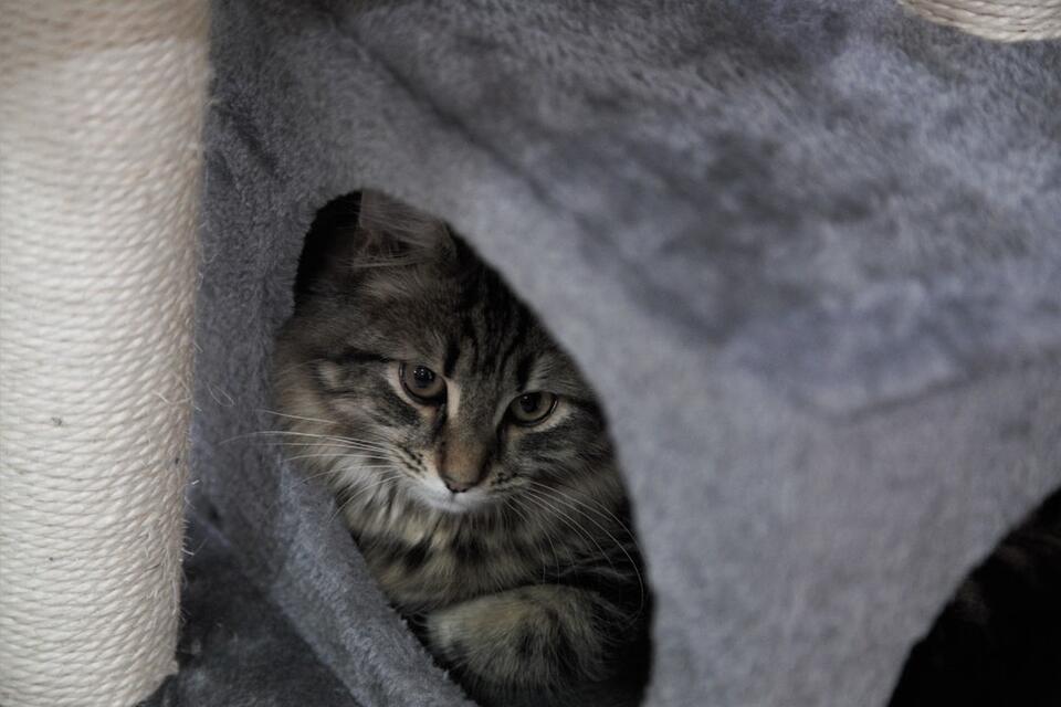 Cat’s Secret Schedule: 7 Attention Alerts