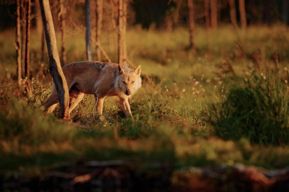Wolf Packs Are Moving In?!