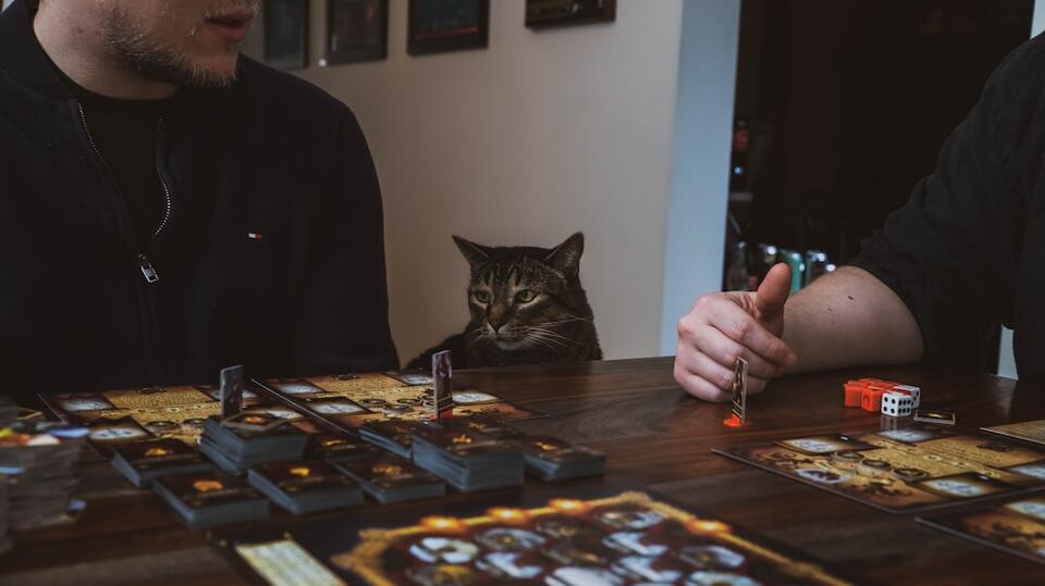 Cat’s Secret Schedule: 7 Attention Alerts
