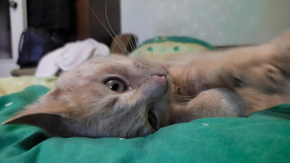 Cat’s Secret Schedule: 7 Attention Alerts