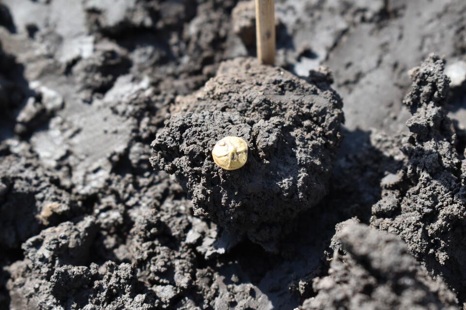 Ancient Celtic 'Gold Rush' in Czech Fields!