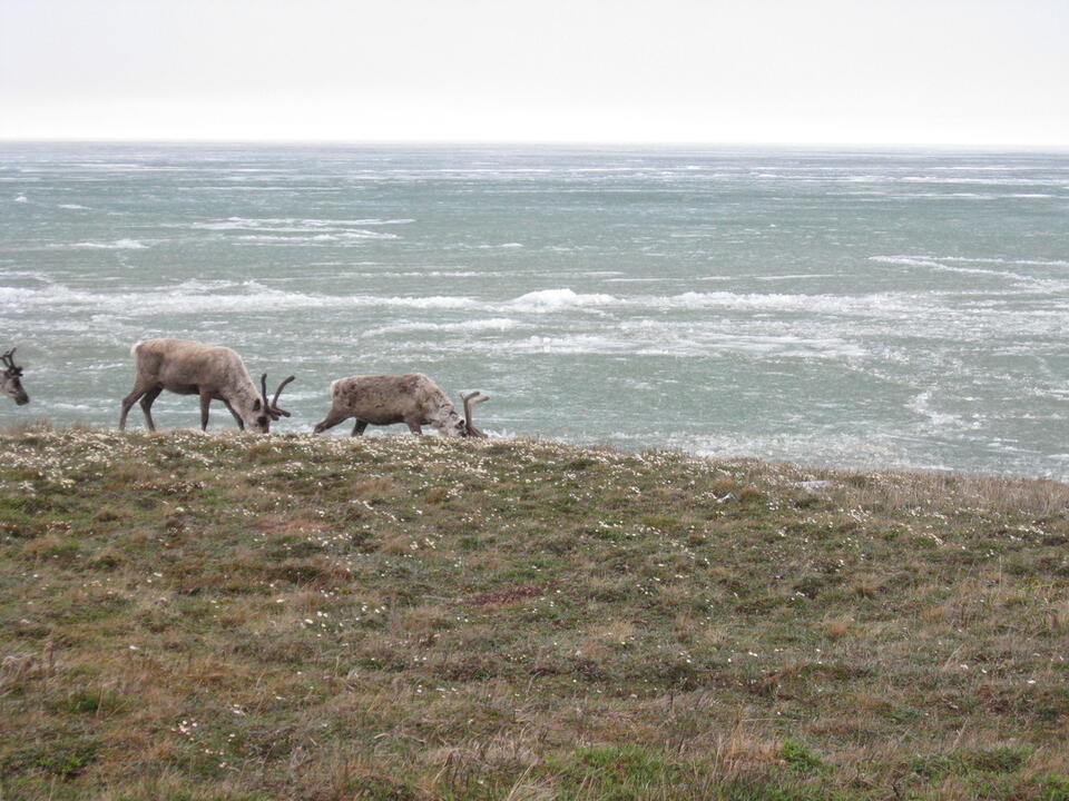 Greenland Sled Dogs Just Changed History