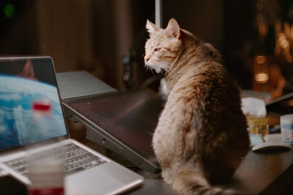 Cat’s Secret Schedule: 7 Attention Alerts