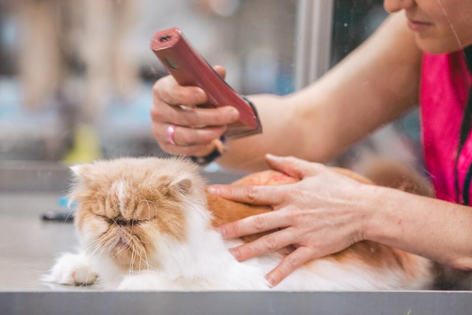 Cat’s Secret Schedule: 7 Attention Alerts