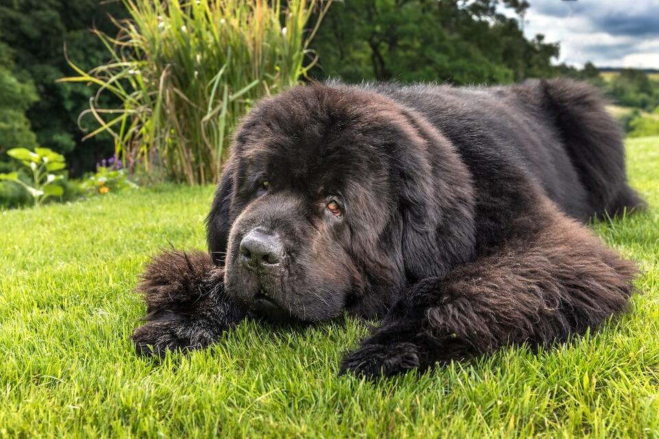 This Newfie’s Pool Exit Drama Is Hilarious