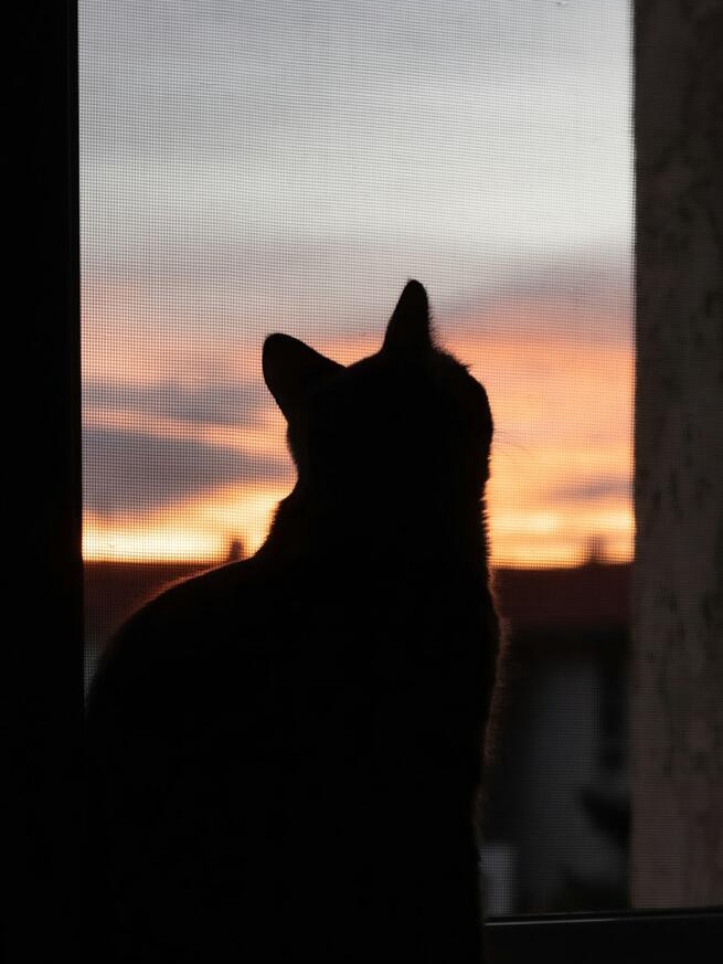 Cat’s Secret Schedule: 7 Attention Alerts