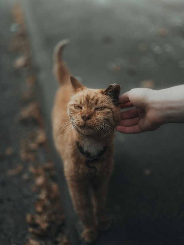 Cat’s Secret Schedule: 7 Attention Alerts