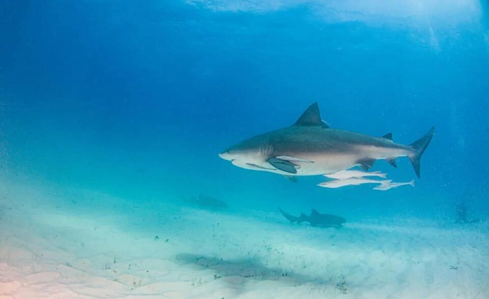 Shark Scare at Carnival’s New Island?
