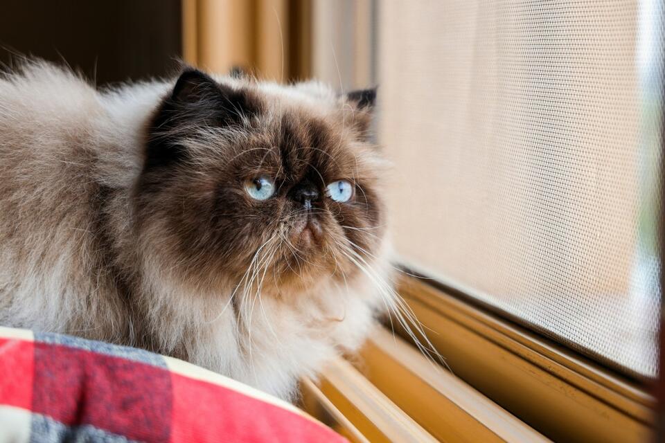 This Cat Birdwatches Like Royalty