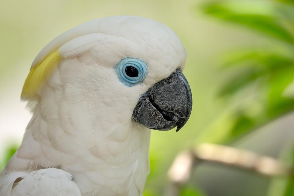 Cockatoo Turns Maraca Into Party Starter