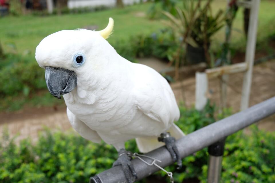 Cockatoo Karen Is Having a Day 😂