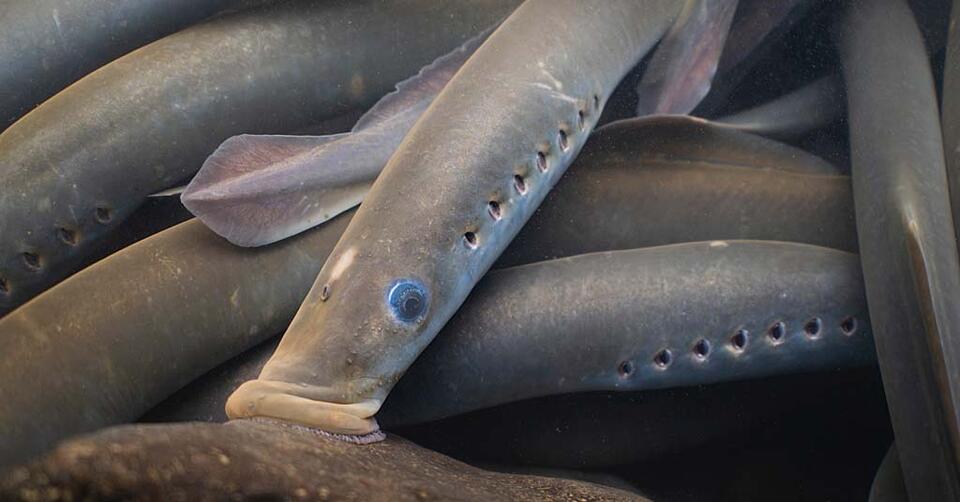 Lampreys: The Columbia’s Underdog Drama