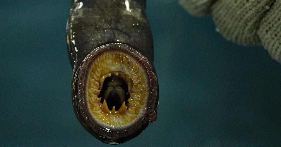 Lampreys: The Columbia’s Underdog Drama