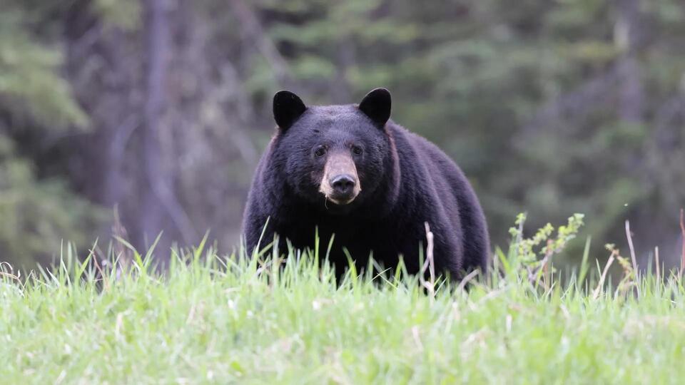 Bear Caught Roaming the Backyard!
