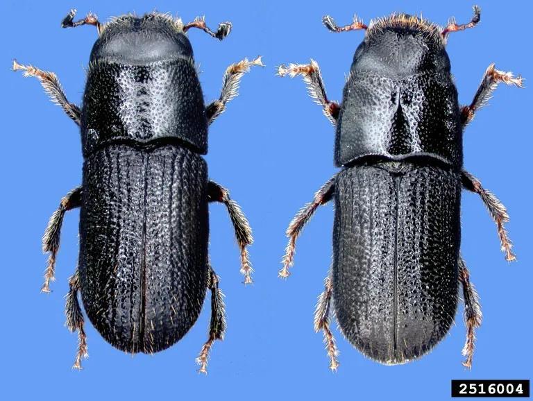 Tiny Beetle, Huge Trouble in NY