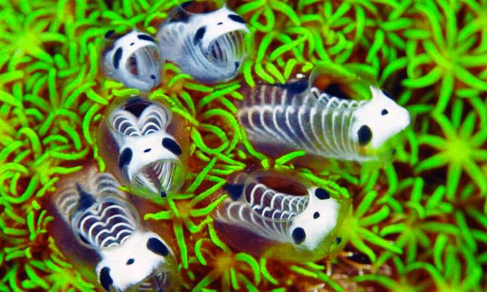 Panda Skeletons in the Sea?!