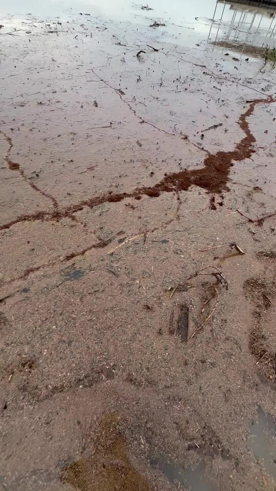 Fire Ants Turn Into Floating Rafts?!