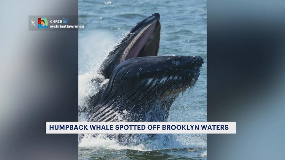 Whale Sighting in Brooklyn?!