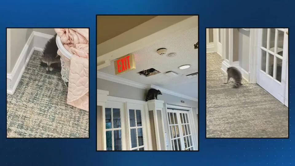 Raccoons Crash Senior Living Facility