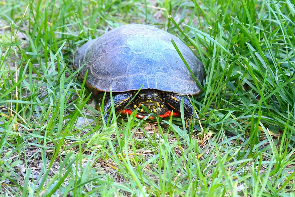 NYC’s Wildest Bars & Turtle Races?!