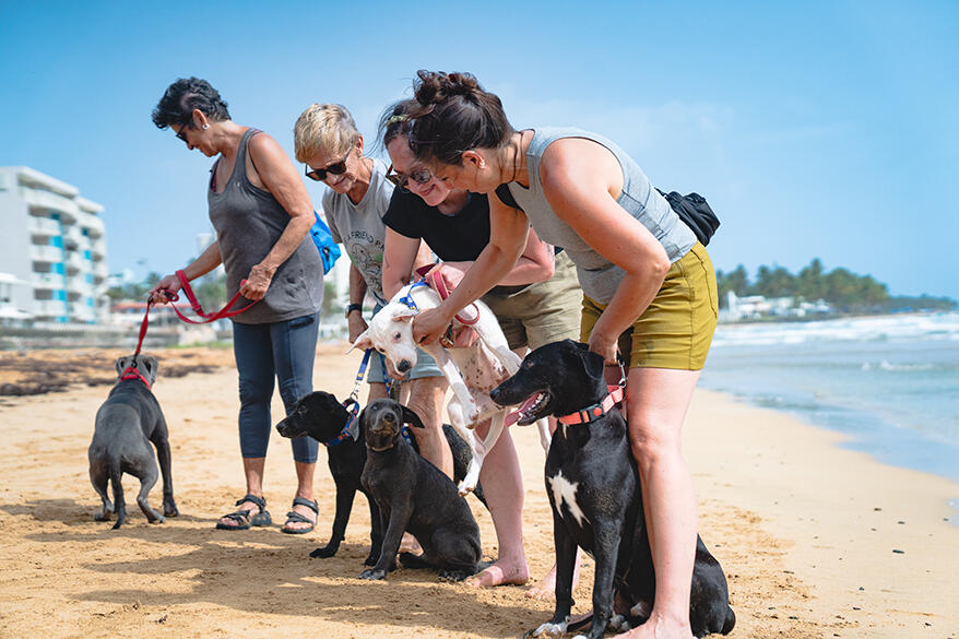 Pittsburgh Pet Pros Save Puerto Rican Pups!