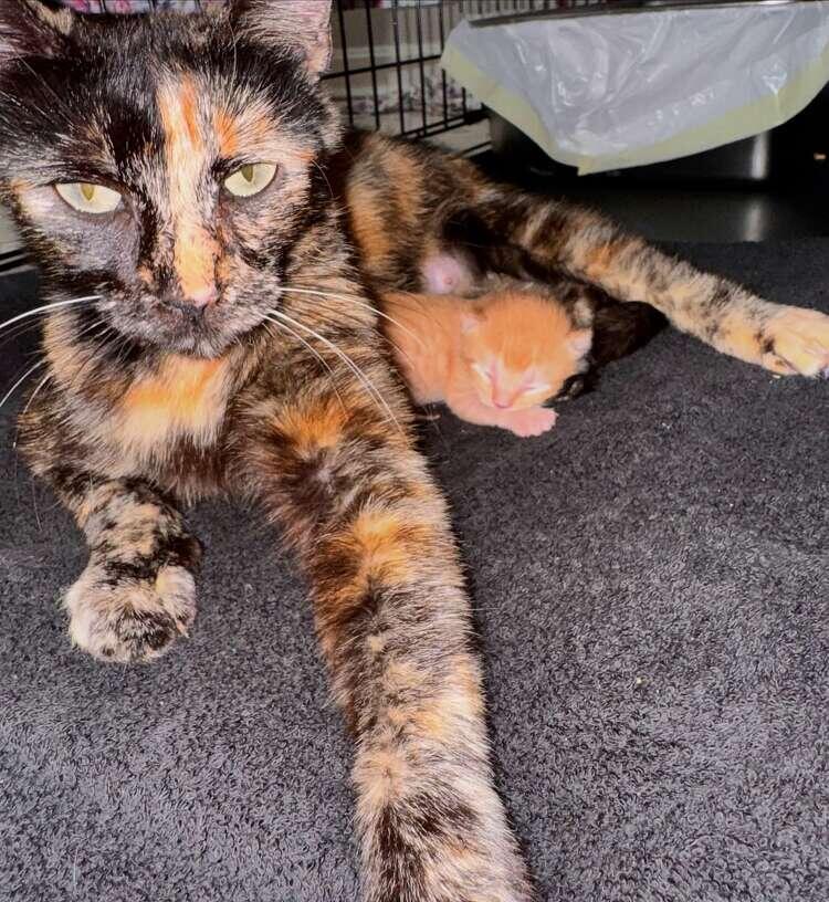 Cat Mom Finds Love After Loss 🐾