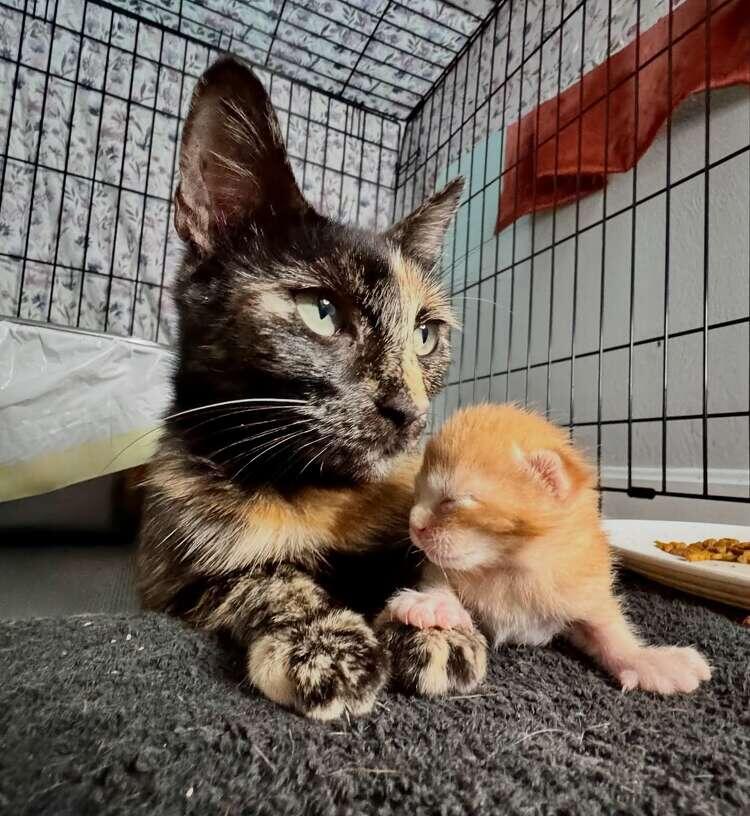 Cat Mom Finds Love After Loss 🐾