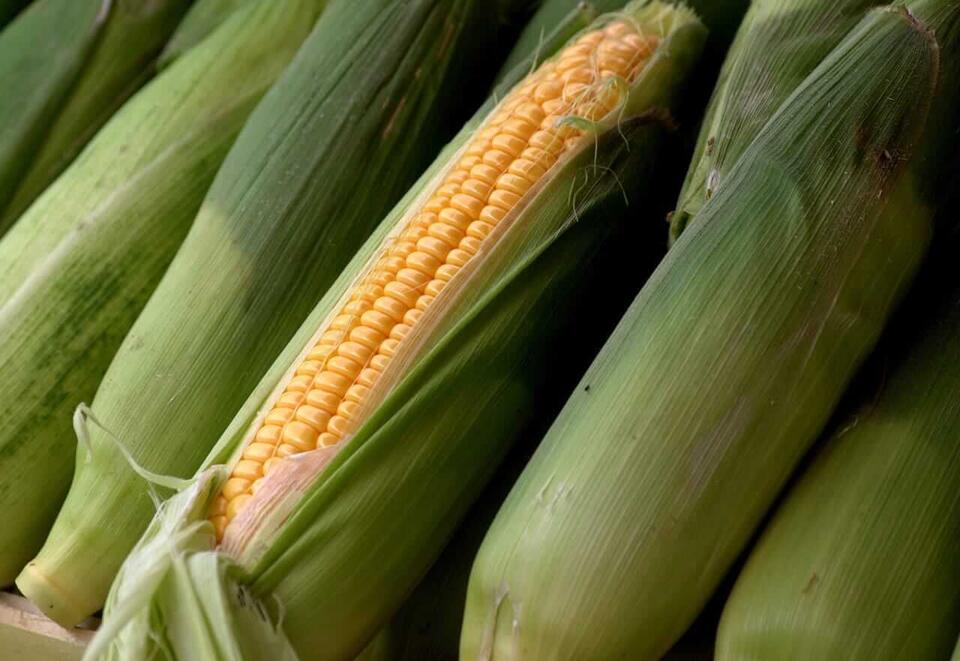 Why Corn Prices Are Bouncing Around Today