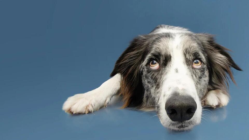 Dogs Sniff Out Parkinson’s Early!