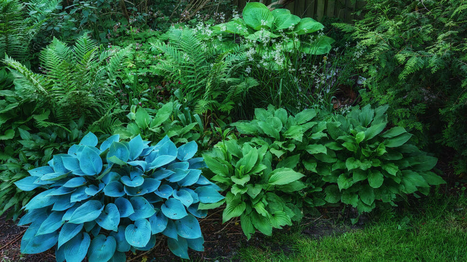The Secret Flower Hostas Love
