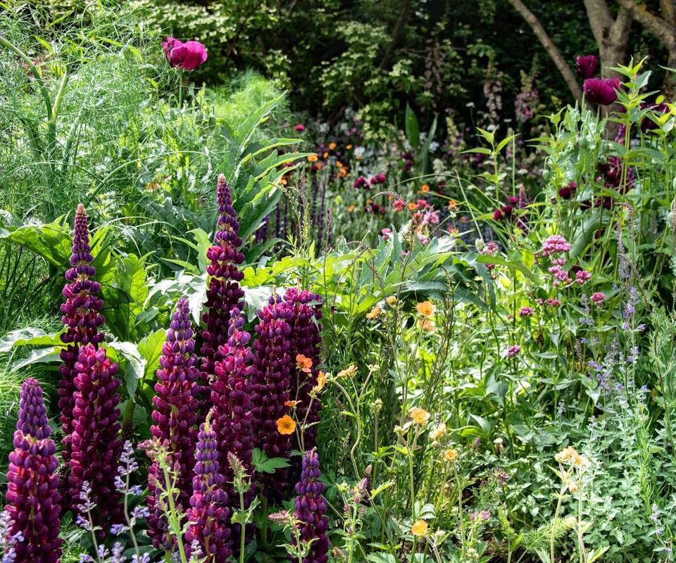 7 Plants That Thrive on Neglect