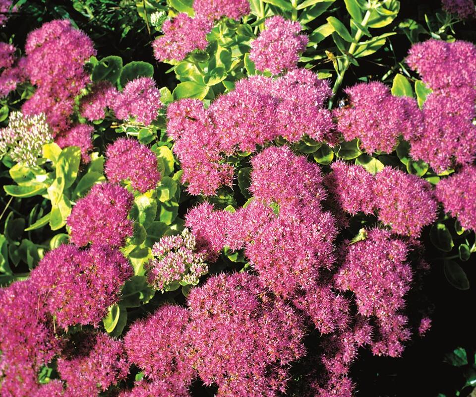 7 Plants That Thrive on Neglect