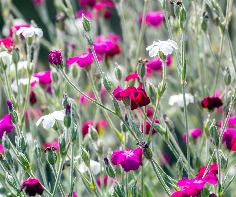 7 Plants That Thrive on Neglect