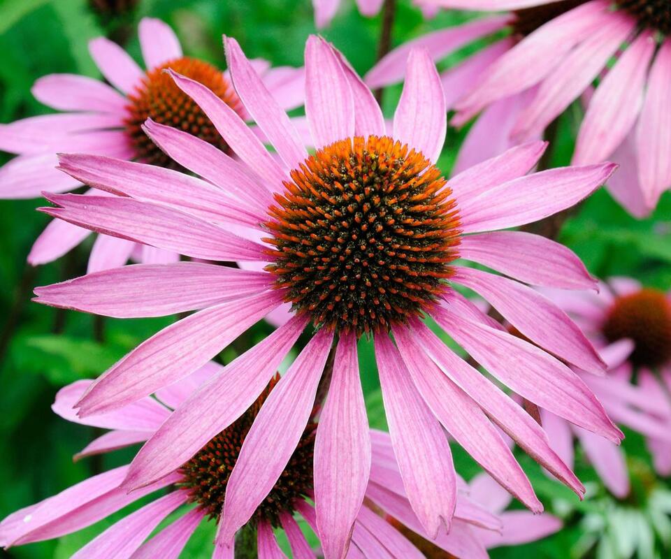 7 Plants That Thrive on Neglect