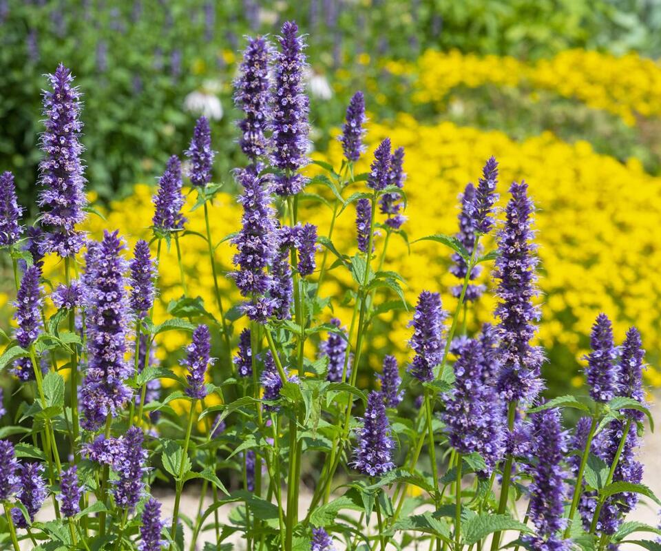 7 Plants That Thrive on Neglect