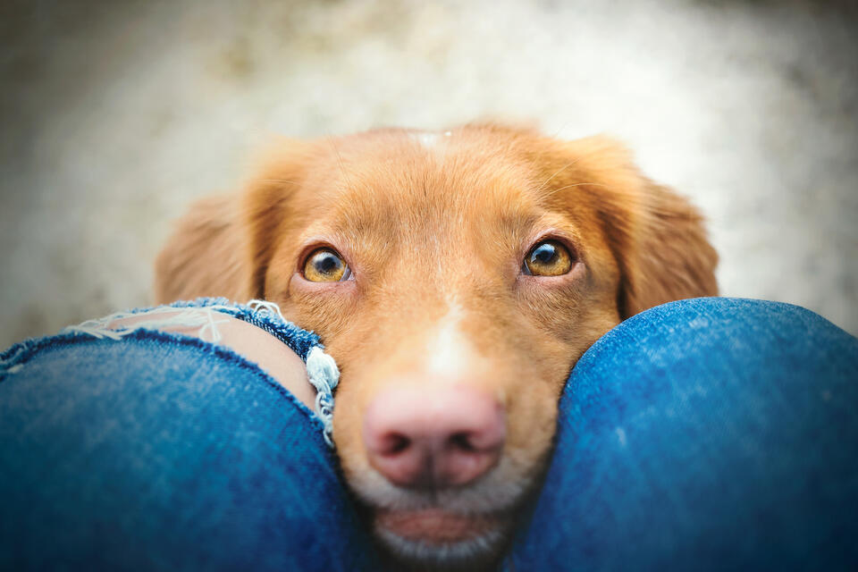 Dachshund’s Ramen Begging Is Next-Level Drama