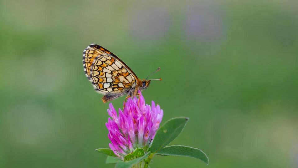 Butterfly Comeback Shocks Scientists