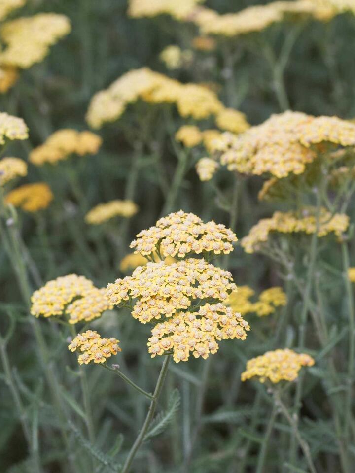 7 Plants That Thrive on Neglect